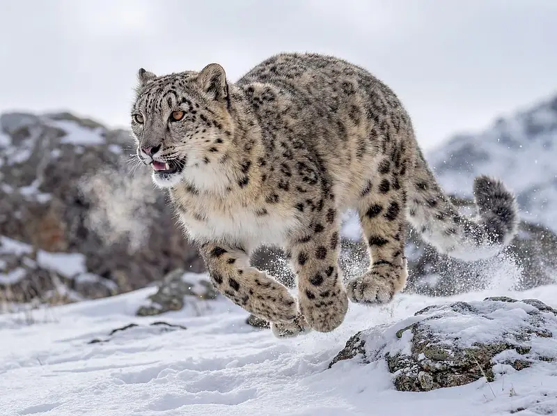 奔跑中的雪豹